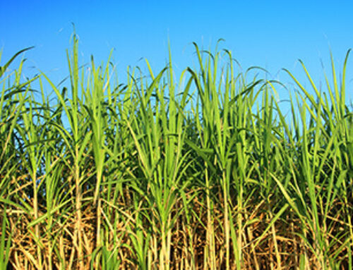 How to Compost Sugarcane Industry Waste Byproducts