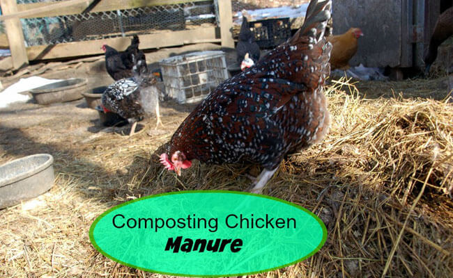 comprehensive-utilization-of-chicken-manure-composting-chicken-litter