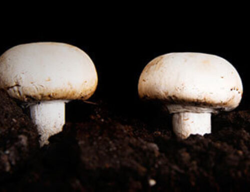 How to Produce Commercial Mushroom Compost for Mushroom Farms?